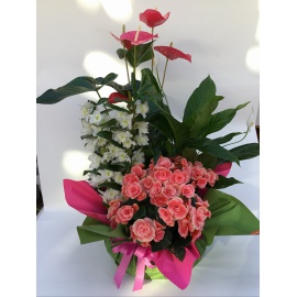 COMPOSIZIONE PIANTE DA INTERNO E FIORITE CONFEZIONATE