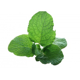 ABROTANO - PROFUMO DI COLA