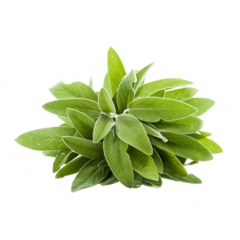 SALVIA A FOGLIA STRETTA