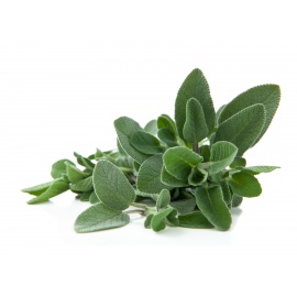 SALVIA A FOGLIA LARGA