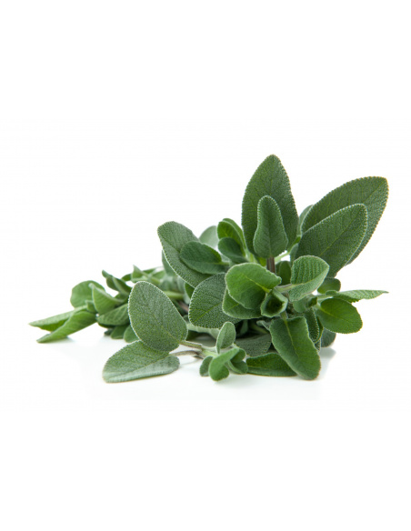 SALVIA A FOGLIA LARGA