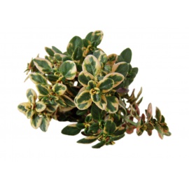 TIMO VARIEGATO AUREO