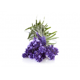 LAVANDA ANGUSTIFOLIA