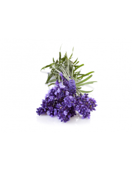 LAVANDA ANGUSTIFOLIA
