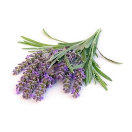 LAVANDA ANGUSTIFOLIA