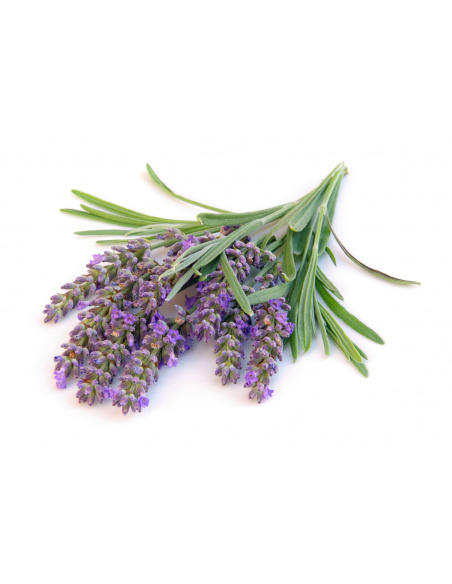 LAVANDA ANGUSTIFOLIA