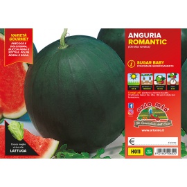 ANGURIA CRIMSON OBLA H010