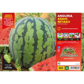 ANGURIA SUGAR BABY H011