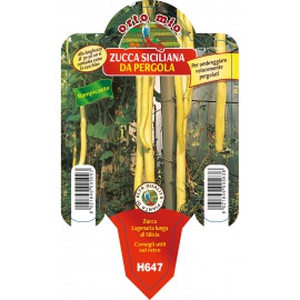 ZUCCA TROMBETTA D'ALBENGA H712