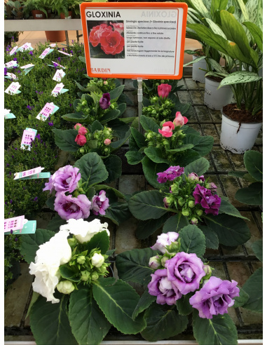 GLOXINIA V.12