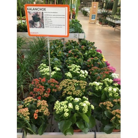 KALANCHOE V.15 2