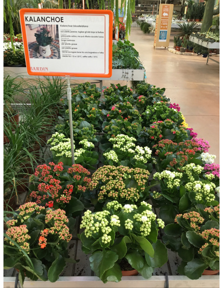 KALANCHOE V.15