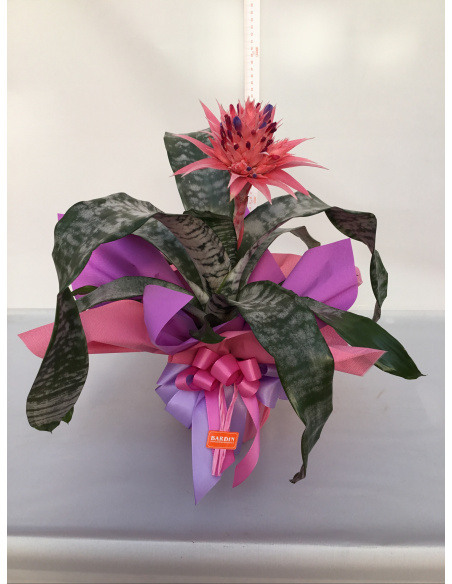 AECHMEA FASCIATA CONFEZIONATA 