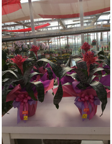 AECHMEA FASCIATA CONFEZIONATA 