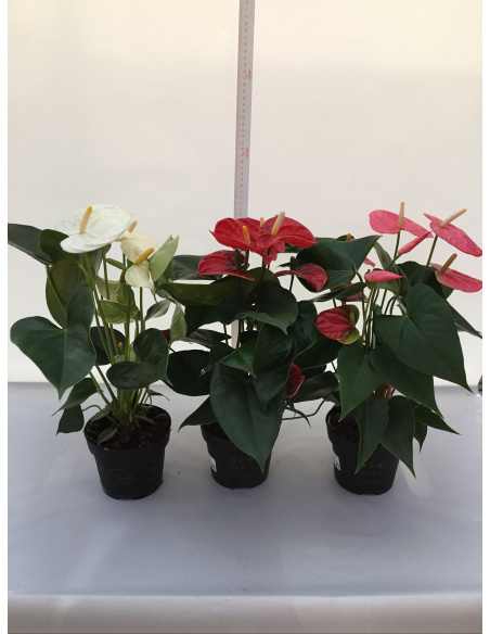 ANTHURIUM V.14