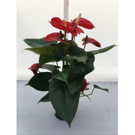 ANTHURIUM V.14 2