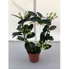 STEPHANOTIS BIANCO V.12