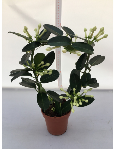 STEPHANOTIS BIANCO V.12