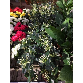 STEPHANOTIS BIANCO V.12 2