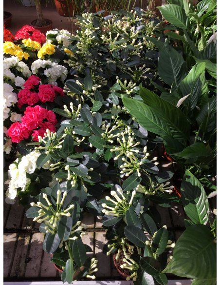 STEPHANOTIS BIANCO V.12