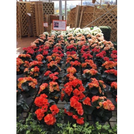 BEGONIA ELATIOR V.14 2