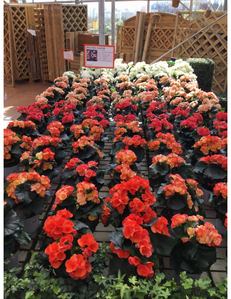 BEGONIA ELATIOR V.14 BEGONIA ELATIOR V.14