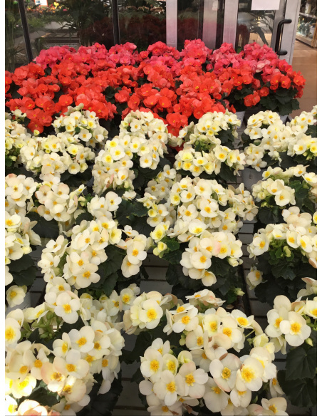 BEGONIA ELATIOR V.14 BEGONIA ELATIOR V.14