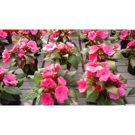 Fiori Di Vetro Nuova Guinea.Impatiens Nuova Guinea Fiore Rosa Carico Eshop Bardin Gardencenter