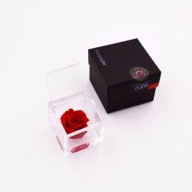 ARS NOVA FLOWERCUBE 6x6 CM COLORE ROSSO