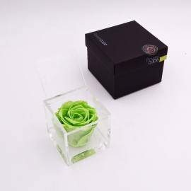 ARS NOVA FLOWERCUBE 8x8 CM COLORE VERDE