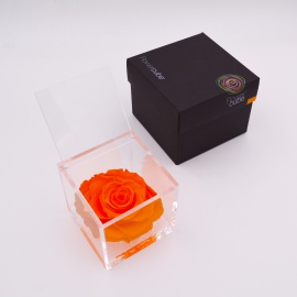 ARS NOVA FLOWERCUBE 10x10 CM COLORE ARANCIONE
