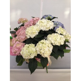 ORTENSIA CONFEZIONATA V.23