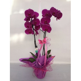 ORCHIDEA PHALAENOPSIS  CONFEZIONATA CON RETINA