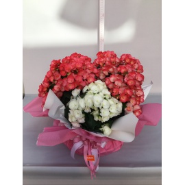 COMPOSIZIONE BEGONIE CON CARTOPACK 