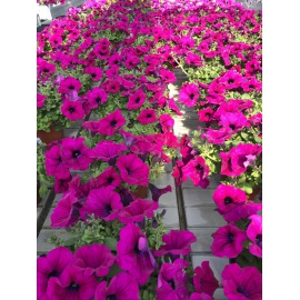 SURFINIA PURPLE VASO 14 2