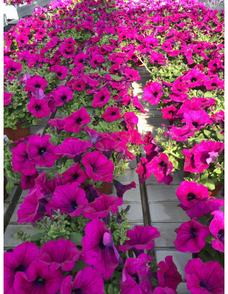 SURFINIA PURPLE VASO 14