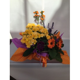 COMPOSIZIONE PIANTE FIORITE MISTE CON CARTOPACK 