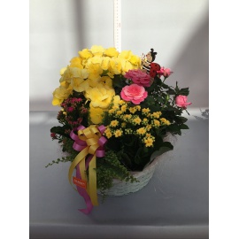 COMPOSIZIONE PIANTE FIORITE MISTE CON CESTINO COLORATO 