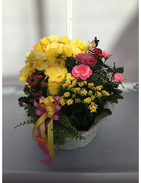 COMPOSIZIONE PIANTE FIORITE MISTE CON CESTINO COLORATO 