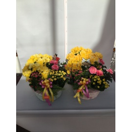 COMPOSIZIONE PIANTE FIORITE MISTE CON CESTINO COLORATO  2