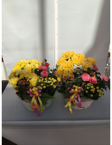 COMPOSIZIONE PIANTE FIORITE MISTE CON CESTINO COLORATO 