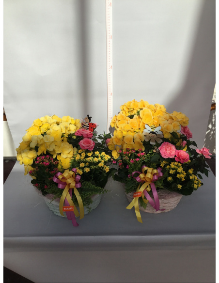 COMPOSIZIONE PIANTE FIORITE MISTE CON CESTINO COLORATO 