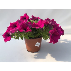 SURFINIA PURPLE VASO 14