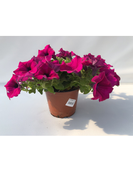 SURFINIA PURPLE VASO 14