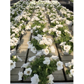 SURFINIA BIANCA VASO 14 2