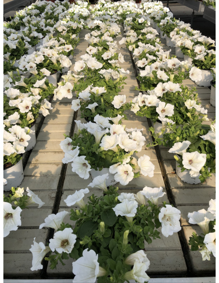 SURFINIA BIANCA VASO 14