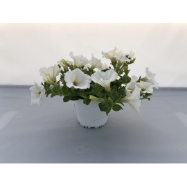 SURFINIA BIANCA VASO 14