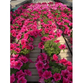 SURFINIA HOT PINK ROSA INTENSO VASO 14 2