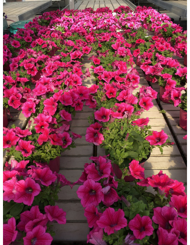 SURFINIA HOT PINK ROSA INTENSO VASO 14