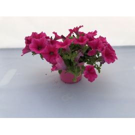 SURFINIA HOT PINK ROSA INTENSO VASO 14